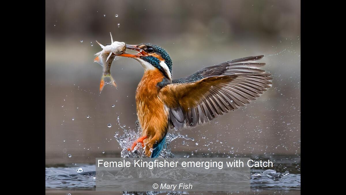 Female Kingfisher emerging with Catch